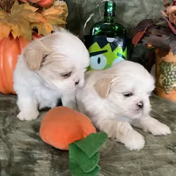Shihtzu puppies