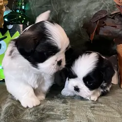 Shihtzu puppies