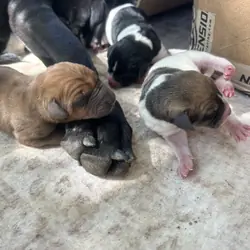 Doberman / Great Dane Puppies