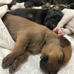 Doberman / Great Dane Puppies