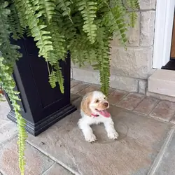 Healthy Cocker spaniel pup