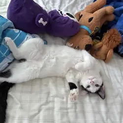 Free female Six month old kitten