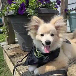 Monstro Pomeranian