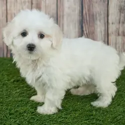 bichon frise