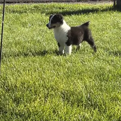 Australian shepherd puppies
