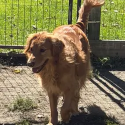 Golden Retrieve Female