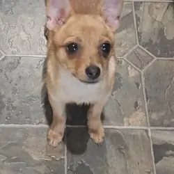 Pomchi