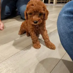 Cavapoo puppy