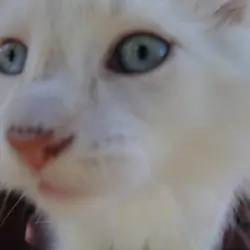 KITTENS