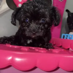 Shihpoo