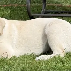 puppy