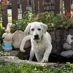 puppy