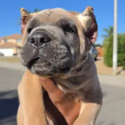 Cane Corso Puppies