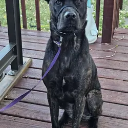 Young and Fully Trained Dutch Shepard x Cane Corso