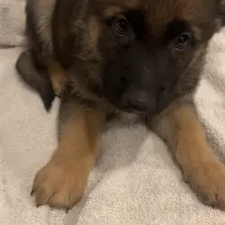 German Shepard Puppies