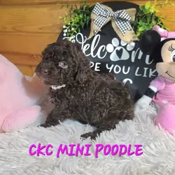 Small miniature poodles