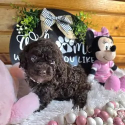 Small miniature poodles