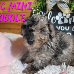 Small miniature poodles