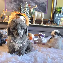 Small miniature poodles