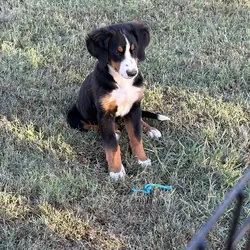 Bernese Mountain Dog Female