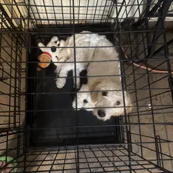 Puppies
