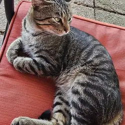 Male Cat