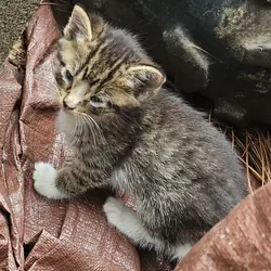Male kitten