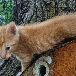 Male Orange Kitten
