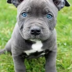 Puppy