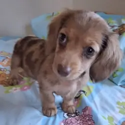 Mini dapple girl