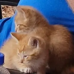 Male Or.ange Kitten