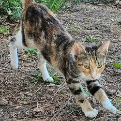 Female Calico Cat