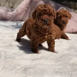 Puppy