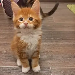 Maine Coon Kittens