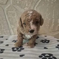 Teddy