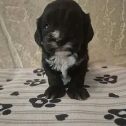 Domino