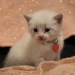 Lovely white boy kitten