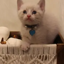 Lovely white boy kitten