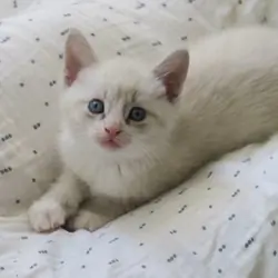 Lovely white boy kitten