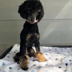 Tansy - AKC Poodle (Toy)