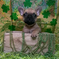 French Bulldog puppies