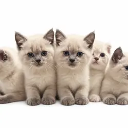 Scottish kittens