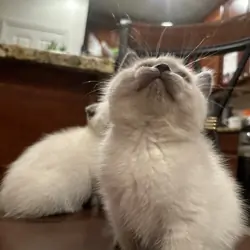 Scottish kittens