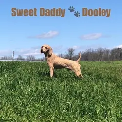 Moyen (mini) poodle: (proven)