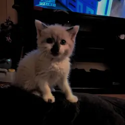 Snowshoe Baby Kitten