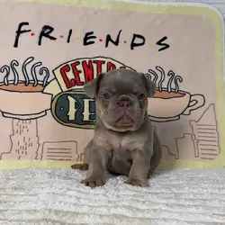 French Bulldog