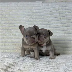 Frenchie Bulldog