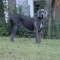 Young Female Great Dane | 120+ lb Loving Giant |