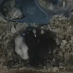 dumbo eared young rats