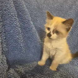 Ragdoll kittens